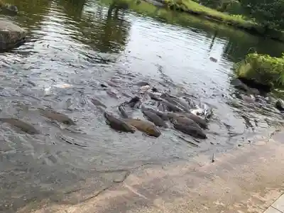 東本願寺本廟 牛久浄苑(牛久大仏)(茨城県)
