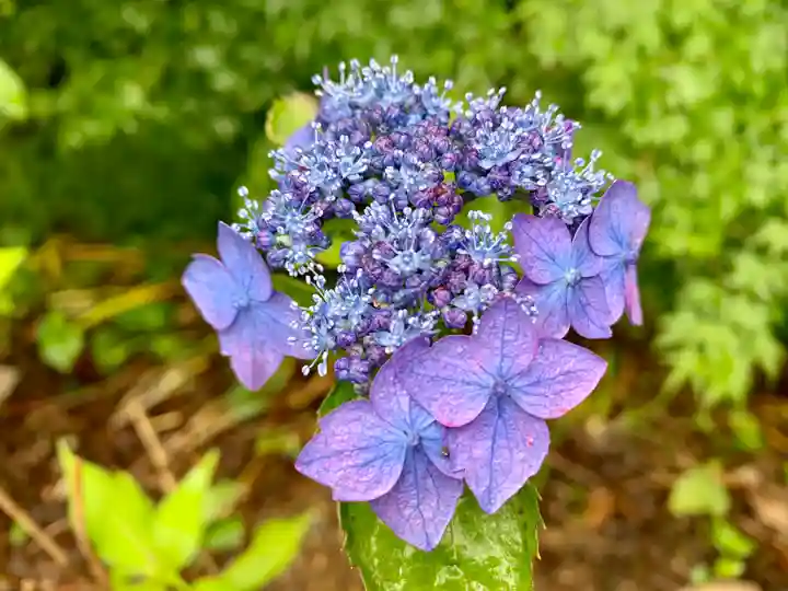 普門寺(切り絵御朱印発祥の寺)の自然