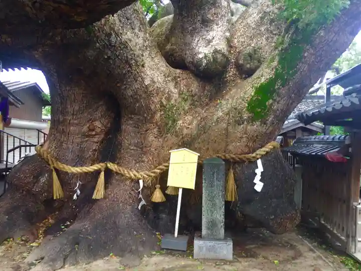 三島神社の自然