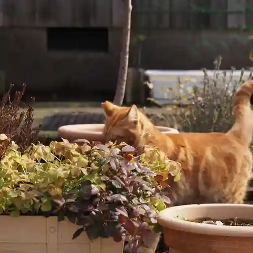 天王山 安楽寺(福井県)