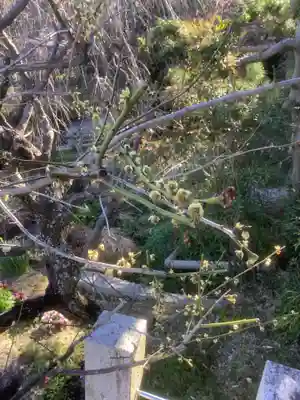 洞雲院(愛知県)