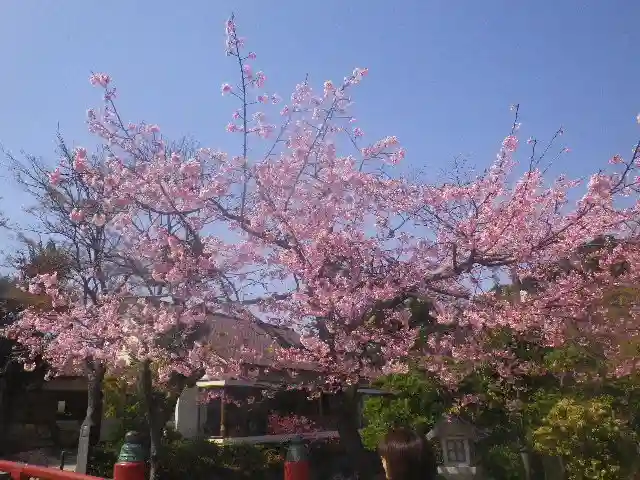 鶴岡八幡宮の自然