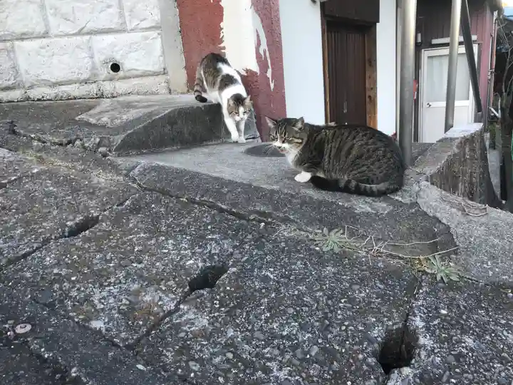 伊豆山神社の動物