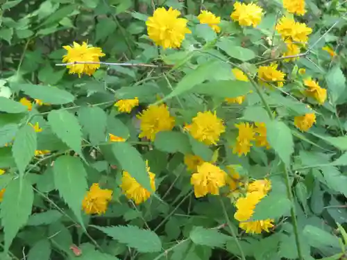 松尾大社の自然