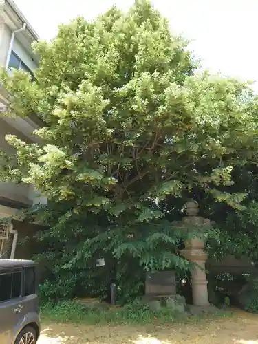 深澤神社の自然
