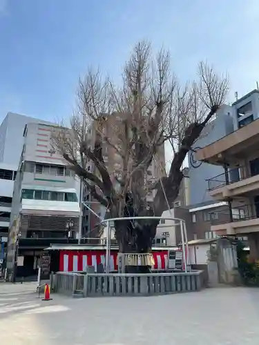 櫛田神社の自然