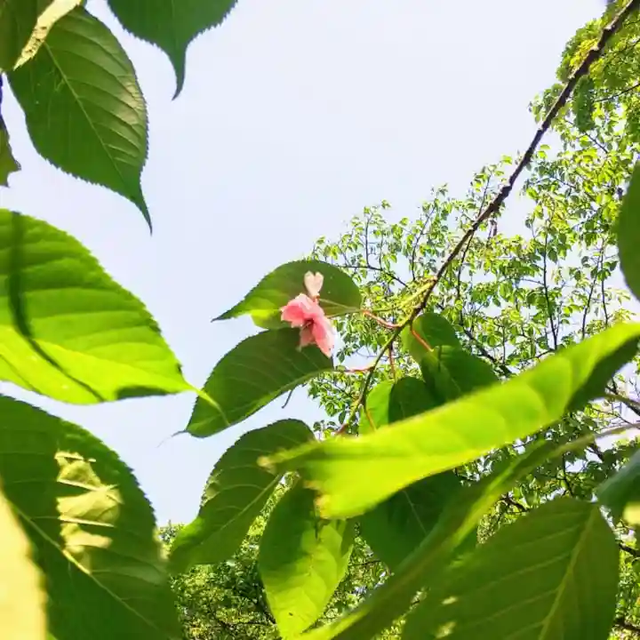 彌彦神社 (伊夜日子神社)の自然