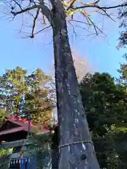 大井氷川神社の自然