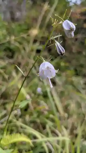 舌根寺廃寺・力寿の桜の自然
