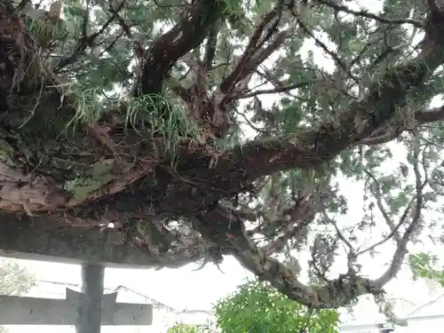 蛭子神社（宮ノ本）の自然