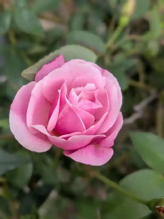 田端神社(東京都)