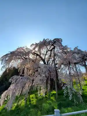 瀧桜神明宮(福島県)