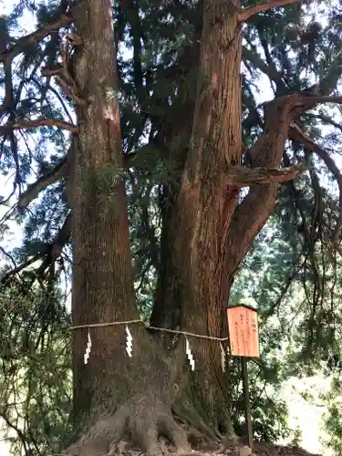 大山阿夫利神社の自然