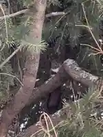 留辺蘂神社の動物