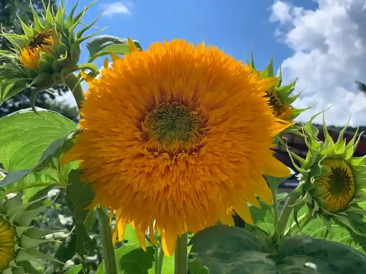 淺間神社(忍野八海)の自然