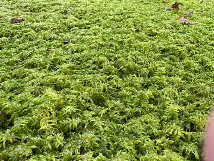 三千院門跡(京都府)