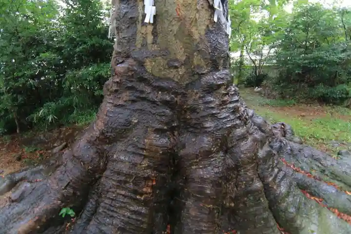 愛宕神社の自然
