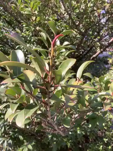 三輪神社の自然