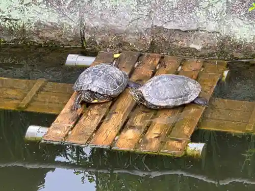 曼荼羅寺の動物