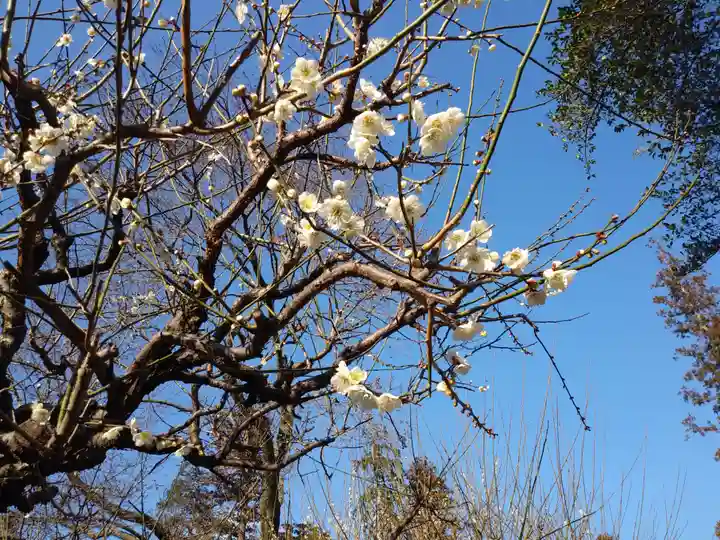 常陸二ノ宮 静神社の自然