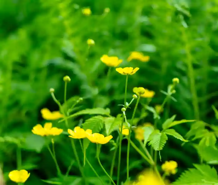 白山比咩神社 奥宮(石川県)