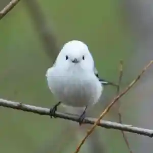 帯廣神社の動物(2024年11月02日(土) 17時19分40秒投稿)