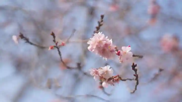妙蓮寺(京都府)