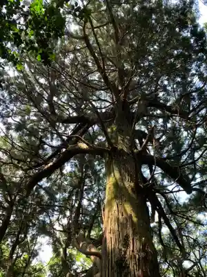 武生神社の自然