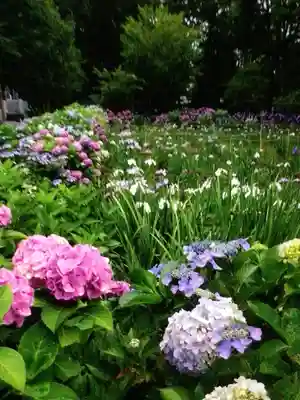 妙法寺(東京都)