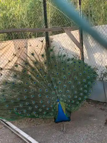 進雄神社の動物