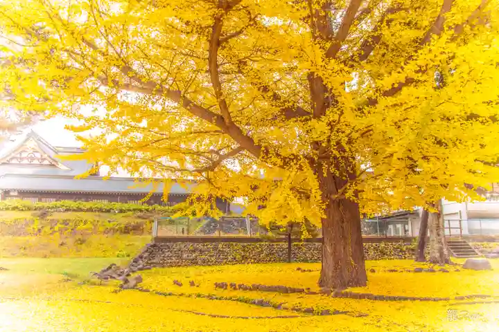 山形縣護國神社の自然