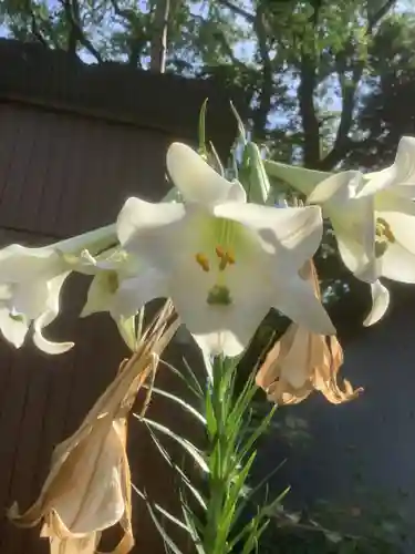 富部神社の自然
