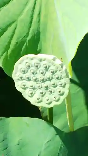 医王寺の自然