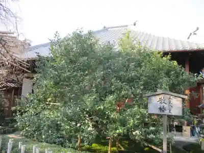 地蔵院（椿寺）(京都府)