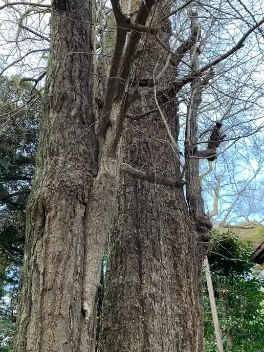 玉敷神社の自然