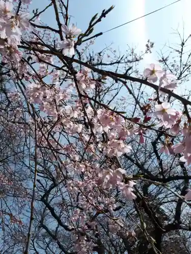 徳佐八幡宮の自然