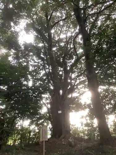 天道宮神明社（前原）の自然