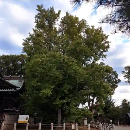 葛飾八幡宮の自然