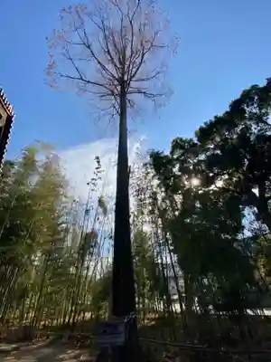 蛭子島神社(京都府)