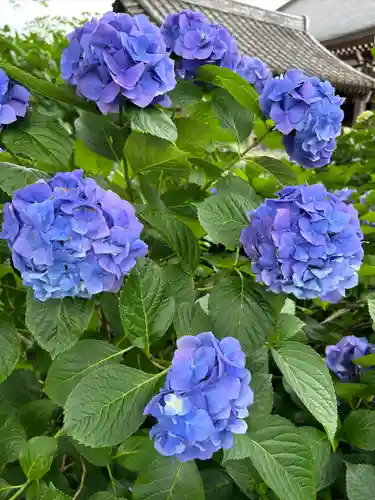 能護寺(埼玉県)