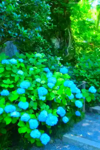 明月院(神奈川県)