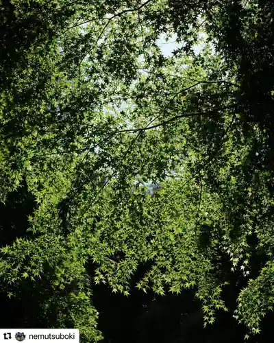 普門寺(切り絵御朱印発祥の寺)の自然