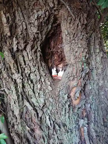 五社稲荷社の狛犬