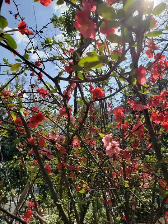 赤坂氷川神社の自然