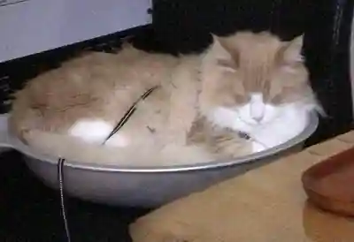 駒込妙義神社(東京都)