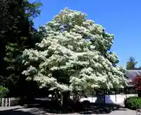 沙沙貴神社(滋賀県)