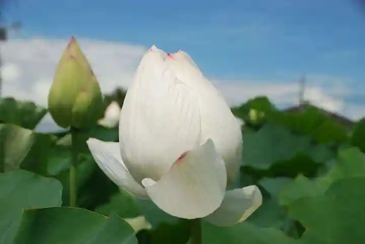 浄名寺(山口県)