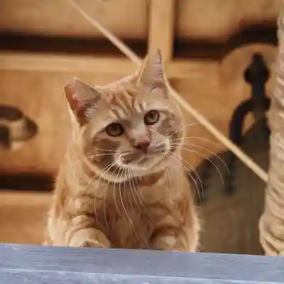 天王山 安楽寺(福井県)