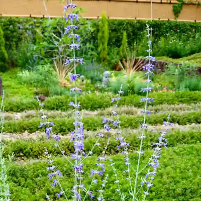 寿量山 速成寺の周辺