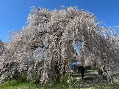 安養寺(長野県)